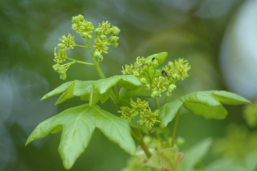 field maple