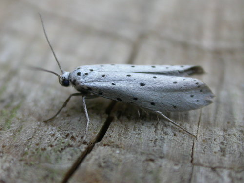 Small Ermine Moths