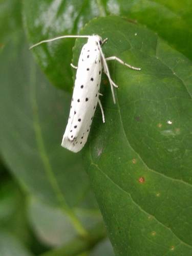 Small Ermine Moths