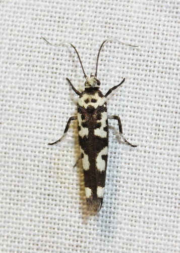 Small Ermine Moths