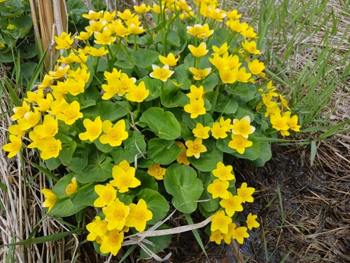 marsh marigold