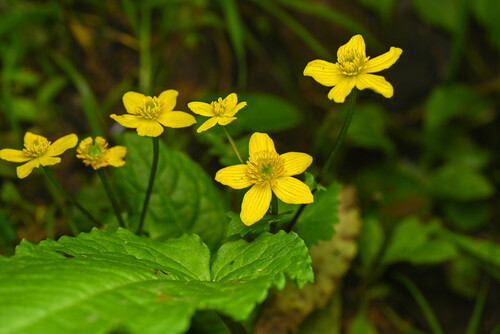 marsh marigold