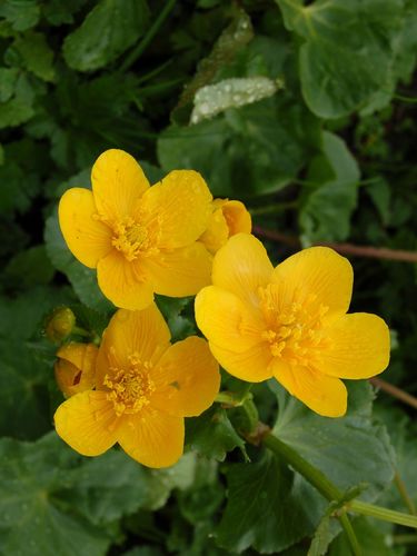 marsh marigold