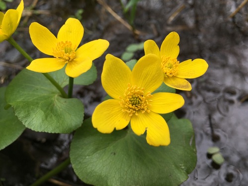 marsh marigold