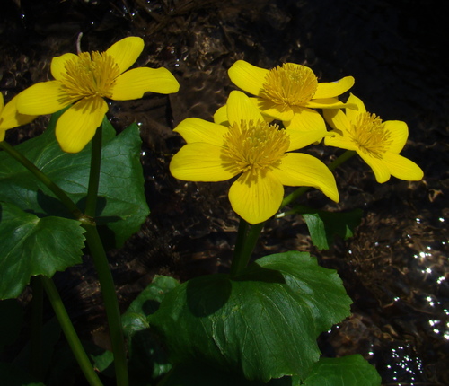 marsh marigold