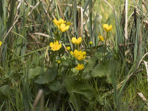 marsh marigold