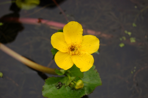 marsh marigold