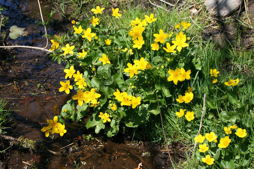 marsh marigold