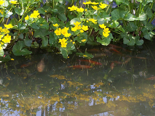 marsh marigold