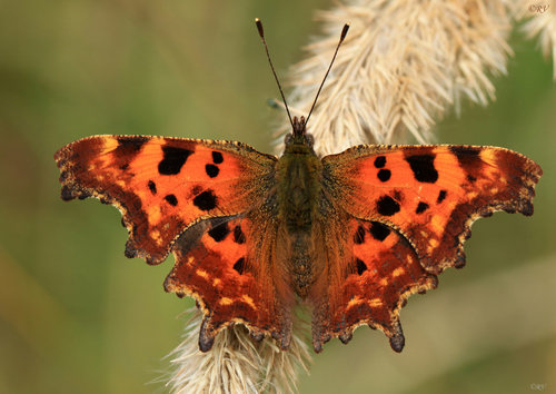 European Comma