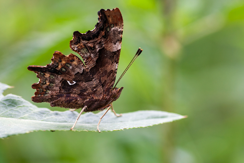 European Comma