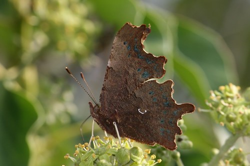 European Comma