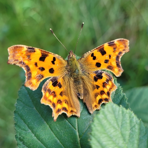 European Comma