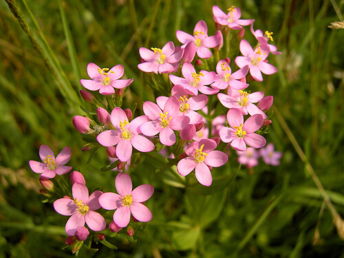 Common centaury