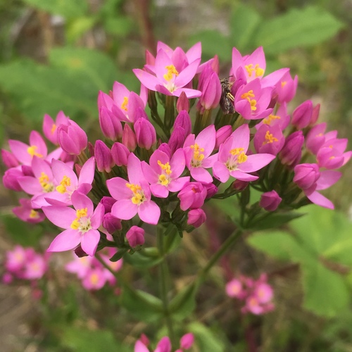 Common centaury