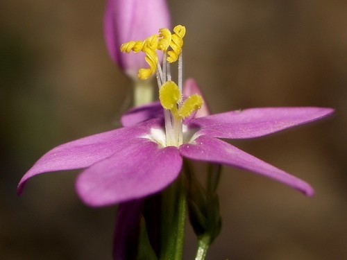 Common centaury