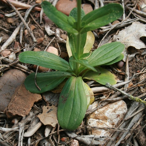 Common centaury