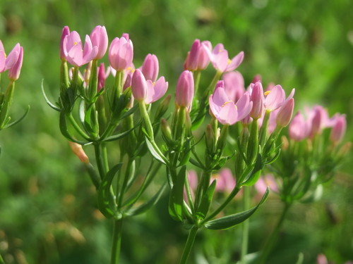 Common centaury
