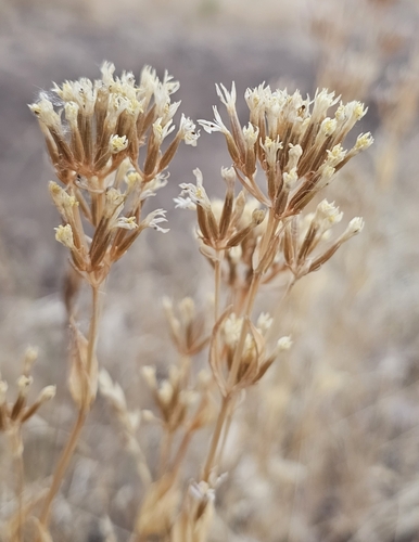 Common centaury