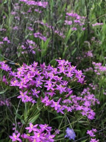 Common centaury