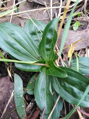 Common centaury