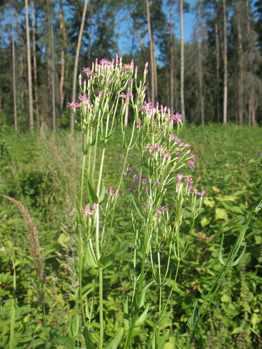 Common centaury