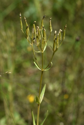 Common centaury