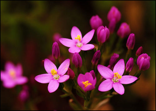 Common centaury