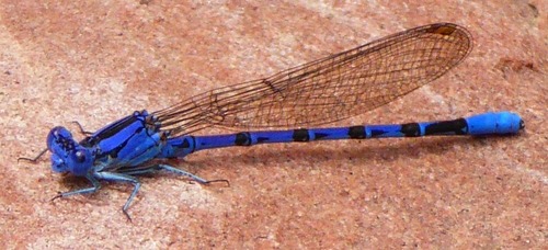 Vivid Dancer