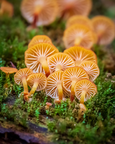 Pinewood Gingertail