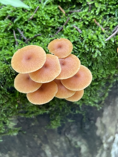 Pinewood Gingertail