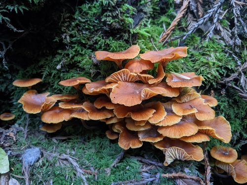 Pinewood Gingertail