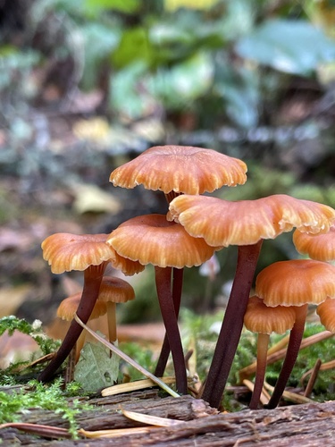 Pinewood Gingertail