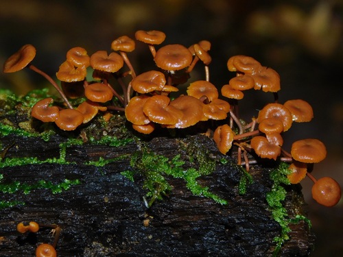 Pinewood Gingertail