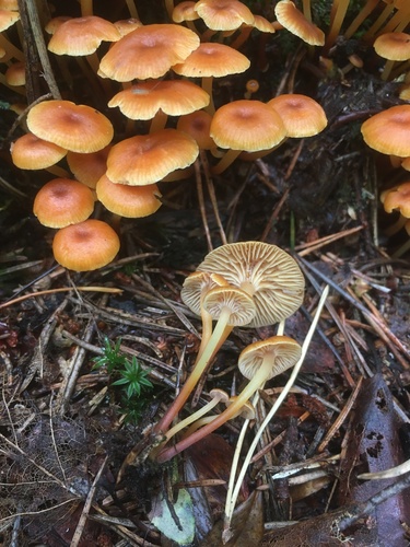Pinewood Gingertail