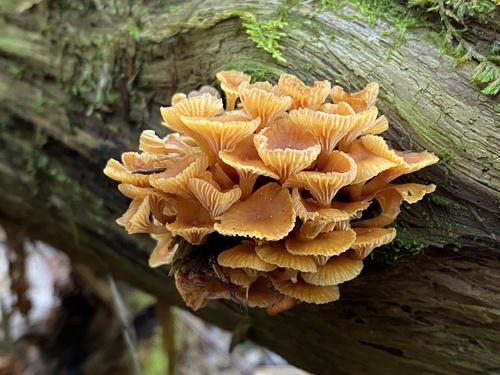 Pinewood Gingertail