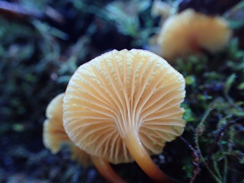Pinewood Gingertail