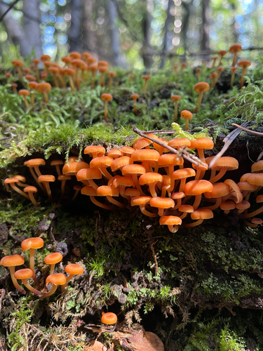 Pinewood Gingertail