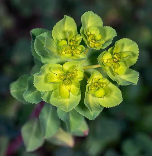 Sun spurge