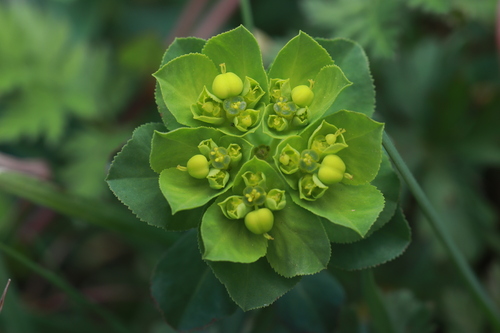 Sun spurge