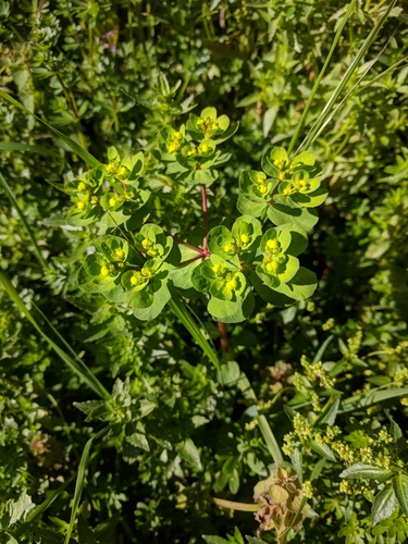 Sun spurge