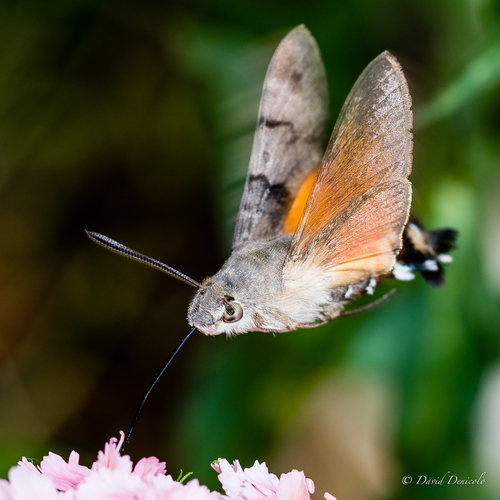 Eurasian Hummingbird Hawkmoth