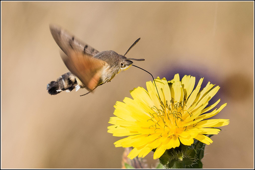 Eurasian Hummingbird Hawkmoth