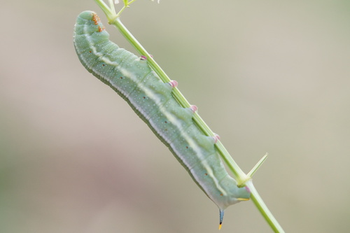 Eurasian Hummingbird Hawkmoth