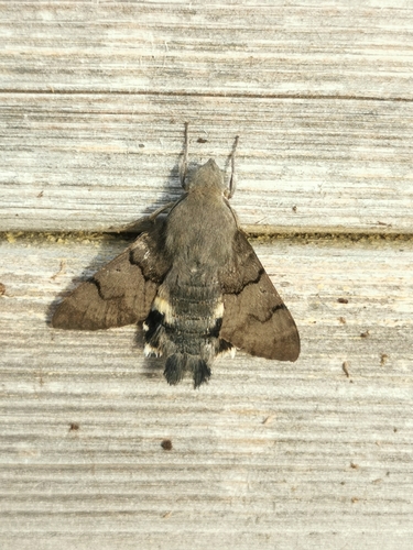 Eurasian Hummingbird Hawkmoth