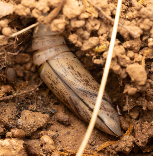 Eurasian Hummingbird Hawkmoth