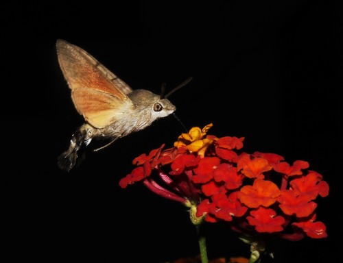 Eurasian Hummingbird Hawkmoth