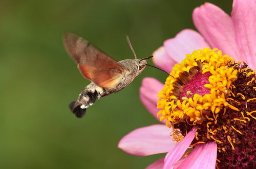 Eurasian Hummingbird Hawkmoth