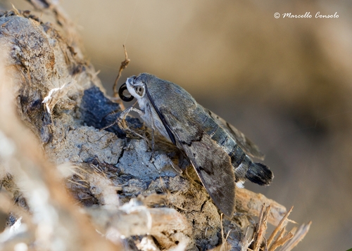 Eurasian Hummingbird Hawkmoth