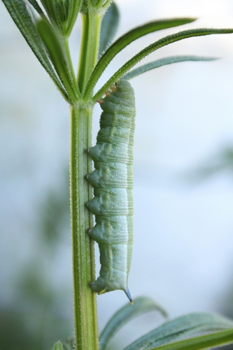 Eurasian Hummingbird Hawkmoth